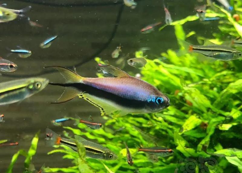 燈科魚哪種魚最好名貴，最貴的燈科魚有哪些品種？