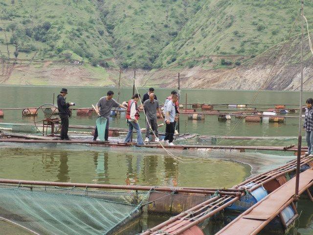 臨滄龍魚店，臨滄市臨翔區游龍魚趣觀賞魚店