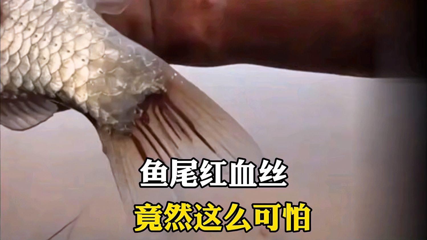 魚尾巴發紅有紅血絲會自愈嗎？，魚尾巴發紅有紅血絲能否自愈