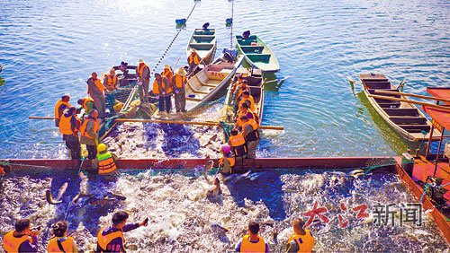 武寧龍魚店，關于“武寧龍魚店”的具體信息