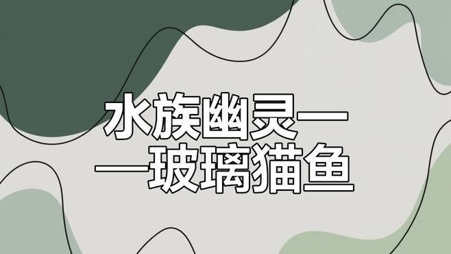 貓魚共養需要多大的魚缸？，招財貓最小用多大的缸養，可以和什么魚養到一起