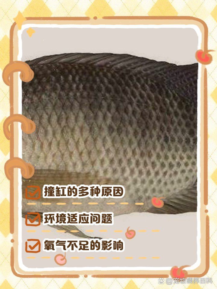 魚撞缸是吉兆還是兇兆，魚撞缸是吉兆還是兇兆，魚撞缸是兇兆