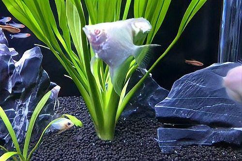 魚撞缸是吉兆還是兇兆，魚撞缸是吉兆還是兇兆，魚撞缸是兇兆