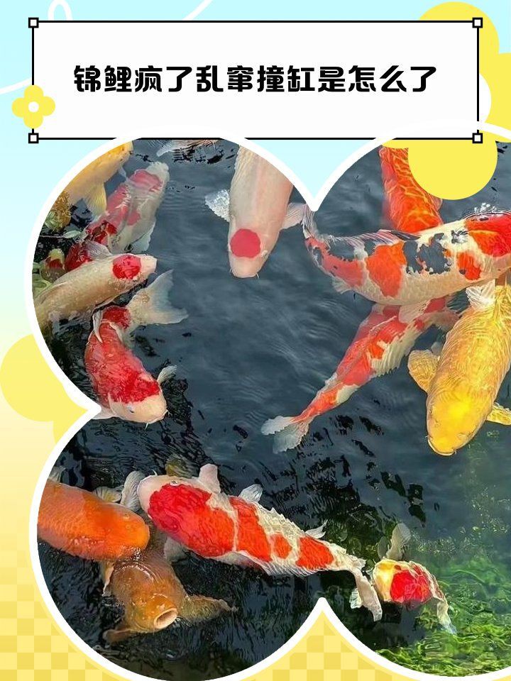 魚撞缸是吉兆還是兇兆，魚撞缸是吉兆還是兇兆，魚撞缸是兇兆