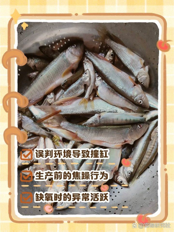 魚撞缸是吉兆還是兇兆，魚撞缸是吉兆還是兇兆，魚撞缸是兇兆