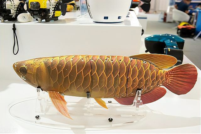 什么魚缸便宜又實(shí)用，《什么魚缸便宜又實(shí)用》 什么魚缸便宜又實(shí)用，《什么魚缸便宜又實(shí)用》 龍魚論壇 第1張