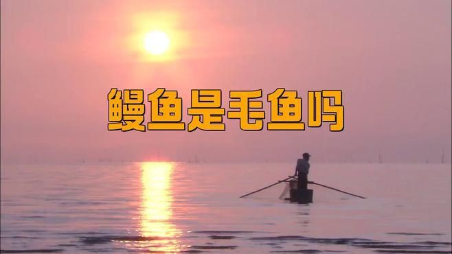 毛魚是鰻魚嗎，林二毛侃美食江蘇毛魚是什么魚自然之光一年抓不到幾條