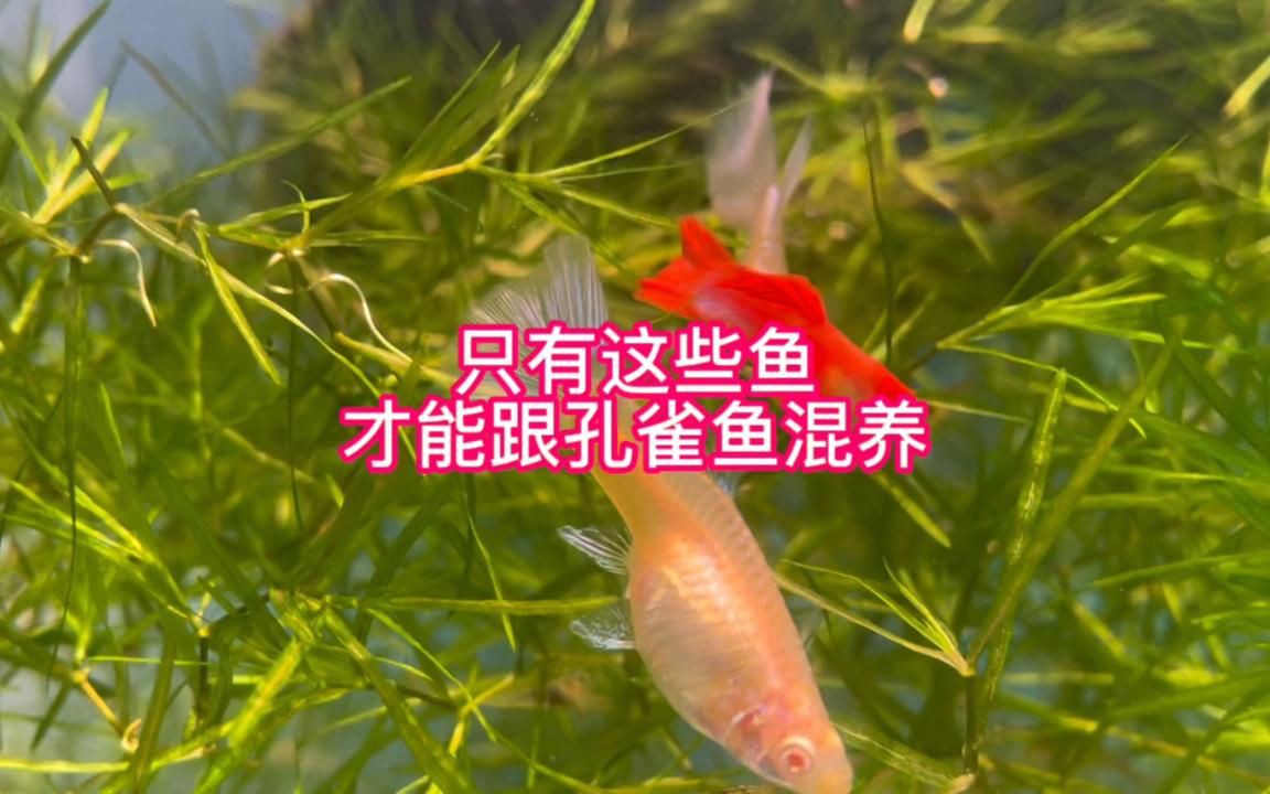 孔雀魚(yú)能與什么魚(yú)混養(yǎng)，孔雀魚(yú)混養(yǎng)推薦新奇想法萌寵匯