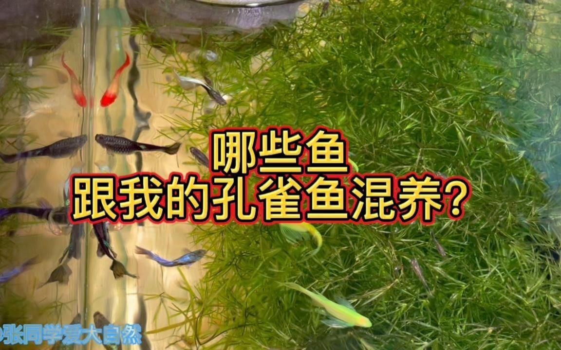 孔雀魚(yú)能與什么魚(yú)混養(yǎng)，孔雀魚(yú)混養(yǎng)推薦新奇想法萌寵匯