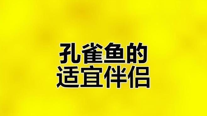 孔雀魚(yú)能與什么魚(yú)混養(yǎng)，孔雀魚(yú)混養(yǎng)推薦新奇想法萌寵匯