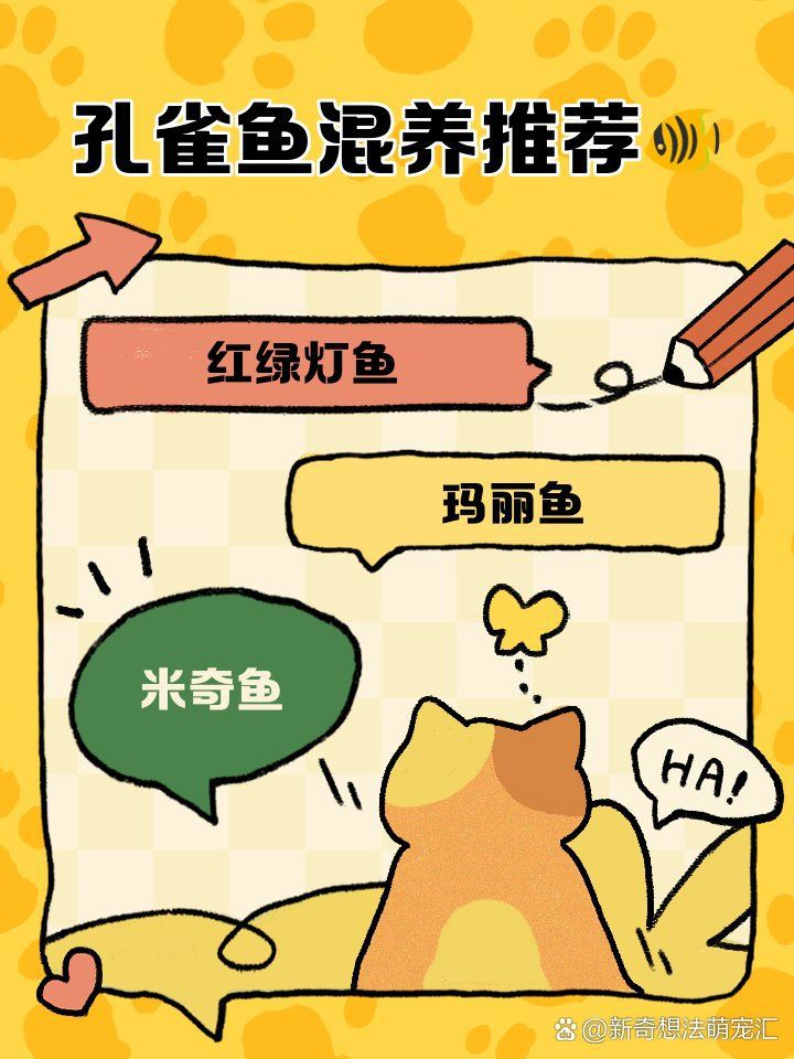 孔雀魚(yú)能與什么魚(yú)混養(yǎng)，孔雀魚(yú)混養(yǎng)推薦新奇想法萌寵匯