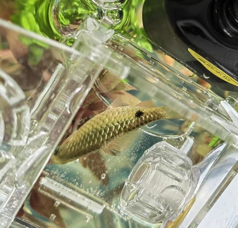 玫瑰鯽就是金元寶嗎，玫瑰鯽就是金元寶嗎元寶魚怎么養元寶魚養殖方法 玫瑰鯽就是金元寶嗎，玫瑰鯽就是金元寶嗎元寶魚怎么養元寶魚養殖方法 龍魚百科 第7張