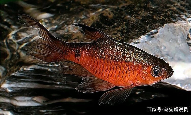 玫瑰鯽就是金元寶嗎，玫瑰鯽就是金元寶嗎元寶魚怎么養元寶魚養殖方法 玫瑰鯽就是金元寶嗎，玫瑰鯽就是金元寶嗎元寶魚怎么養元寶魚養殖方法 龍魚百科 第5張