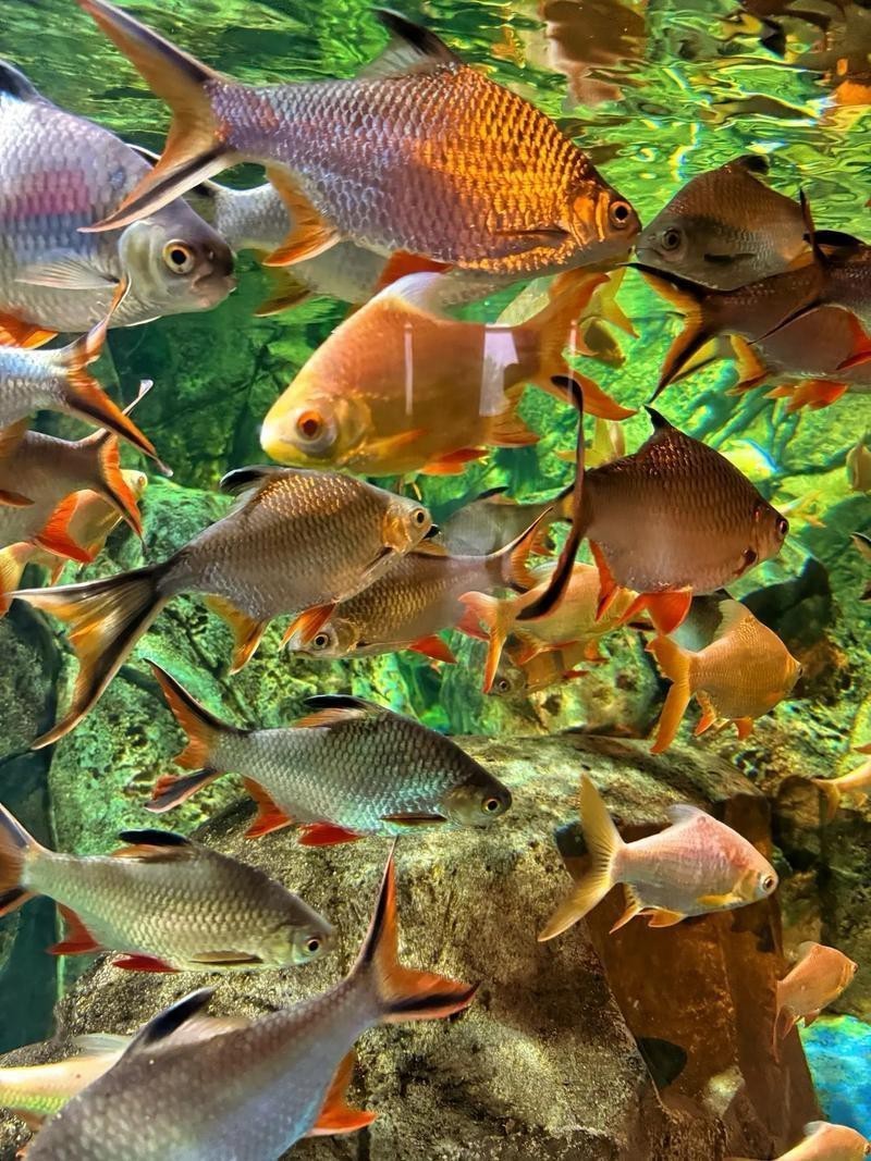 周口水族店，周口水族店哪家口碑最好