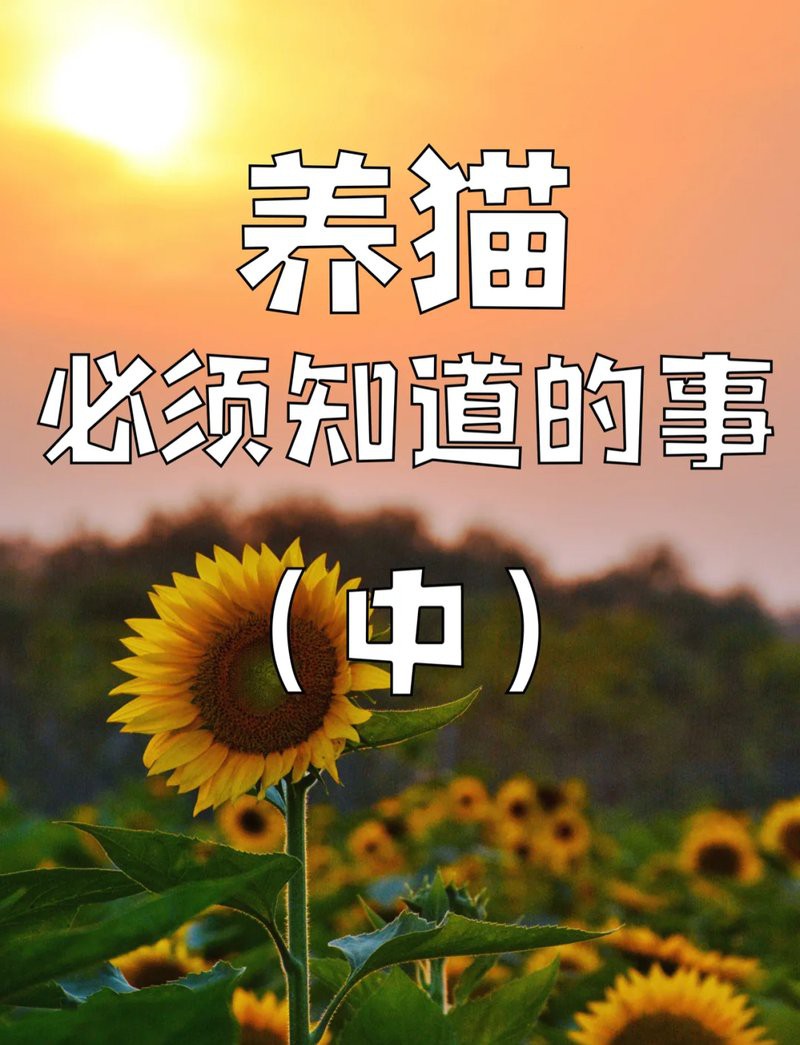 養(yǎng)貓最旺的三個生肖，養(yǎng)貓最旺的三個生肖分別是屬鼠、屬牛和屬牛和屬牛的人