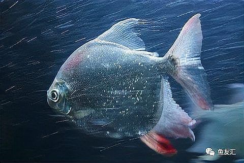 紅勾丁屬于什么檔次，新浪網紅勾丁有哪些稀有變種紅勾丁的市場價格如何