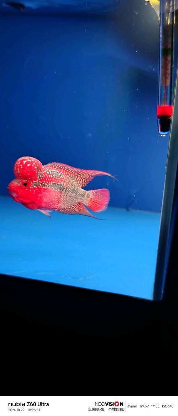 買羅漢魚去哪里買，羅漢魚怎么選？