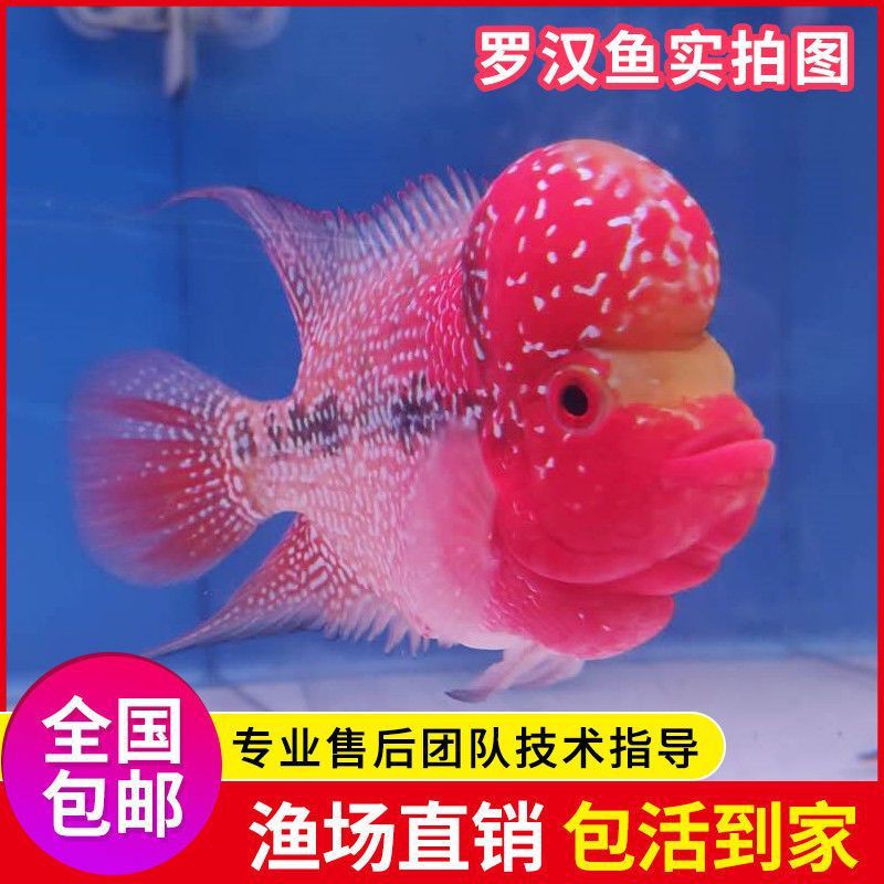 買羅漢魚去哪里買，羅漢魚怎么選？