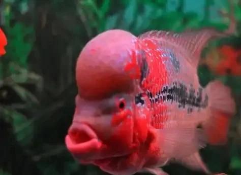 買羅漢魚去哪里買，羅漢魚怎么選？