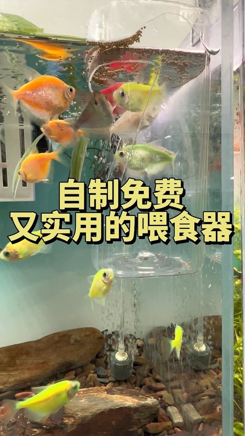 簡(jiǎn)易自制一周喂魚(yú)器教程，簡(jiǎn)易自制一周喂魚(yú)器全攻略