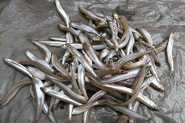 東北的川丁子是什么魚，東北地區(qū)廣為人知的川丁子淡水魚 東北的川丁子是什么魚，東北地區(qū)廣為人知的川丁子淡水魚\