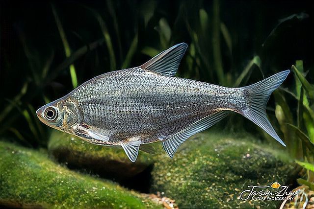 東北的川丁子是什么魚，東北地區(qū)廣為人知的川丁子淡水魚 東北的川丁子是什么魚，東北地區(qū)廣為人知的川丁子淡水魚\