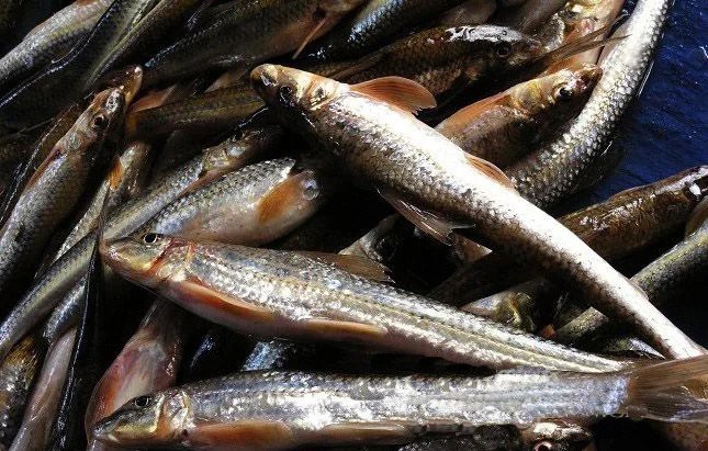 東北的川丁子是什么魚，東北地區(qū)廣為人知的川丁子淡水魚 東北的川丁子是什么魚，東北地區(qū)廣為人知的川丁子淡水魚\