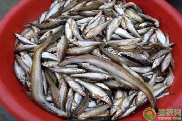 東北的川丁子是什么魚，東北地區(qū)廣為人知的川丁子淡水魚 東北的川丁子是什么魚，東北地區(qū)廣為人知的川丁子淡水魚\