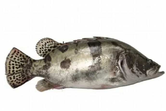 東北的川丁子是什么魚，東北地區(qū)廣為人知的川丁子淡水魚 東北的川丁子是什么魚，東北地區(qū)廣為人知的川丁子淡水魚\