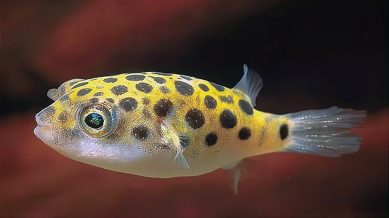 淡水河豚魚怎么養(yǎng)，淡水河豚魚養(yǎng)殖指南