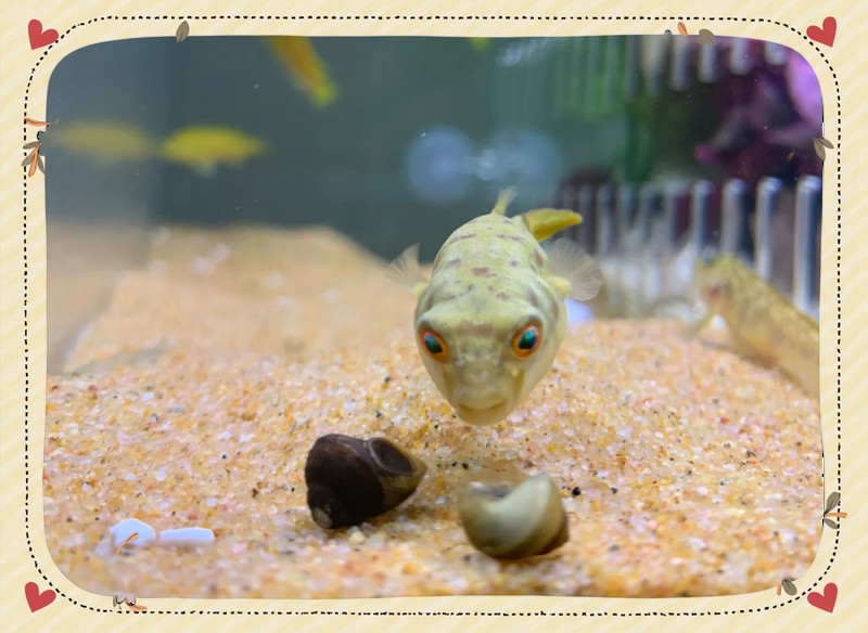 淡水河豚魚怎么養(yǎng)，淡水河豚魚養(yǎng)殖指南