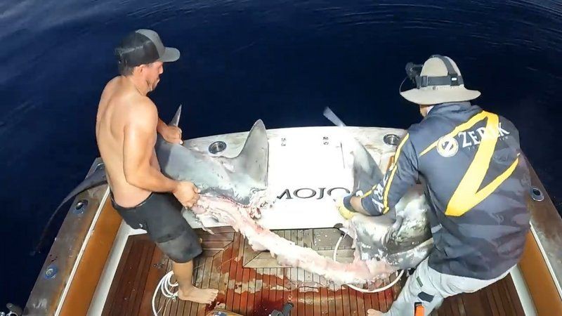 骷髏鯊魚，《加勒比海盜5》中的“骷髏”鯊魚魚身“四分之三”已被吃掉