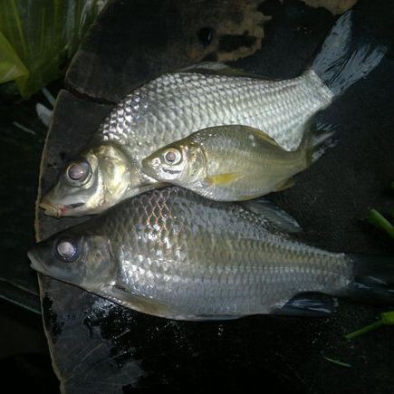 廣東三角鯽，廣東三角鯽是中國(guó)南方的特有物種 廣東三角鯽，廣東三角鯽是中國(guó)南方的特有物種 全國(guó)水族館企業(yè)名錄 第1張