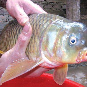 廣東三角鯽，廣東三角鯽是中國(guó)南方的特有物種 廣東三角鯽，廣東三角鯽是中國(guó)南方的特有物種 全國(guó)水族館企業(yè)名錄 第11張