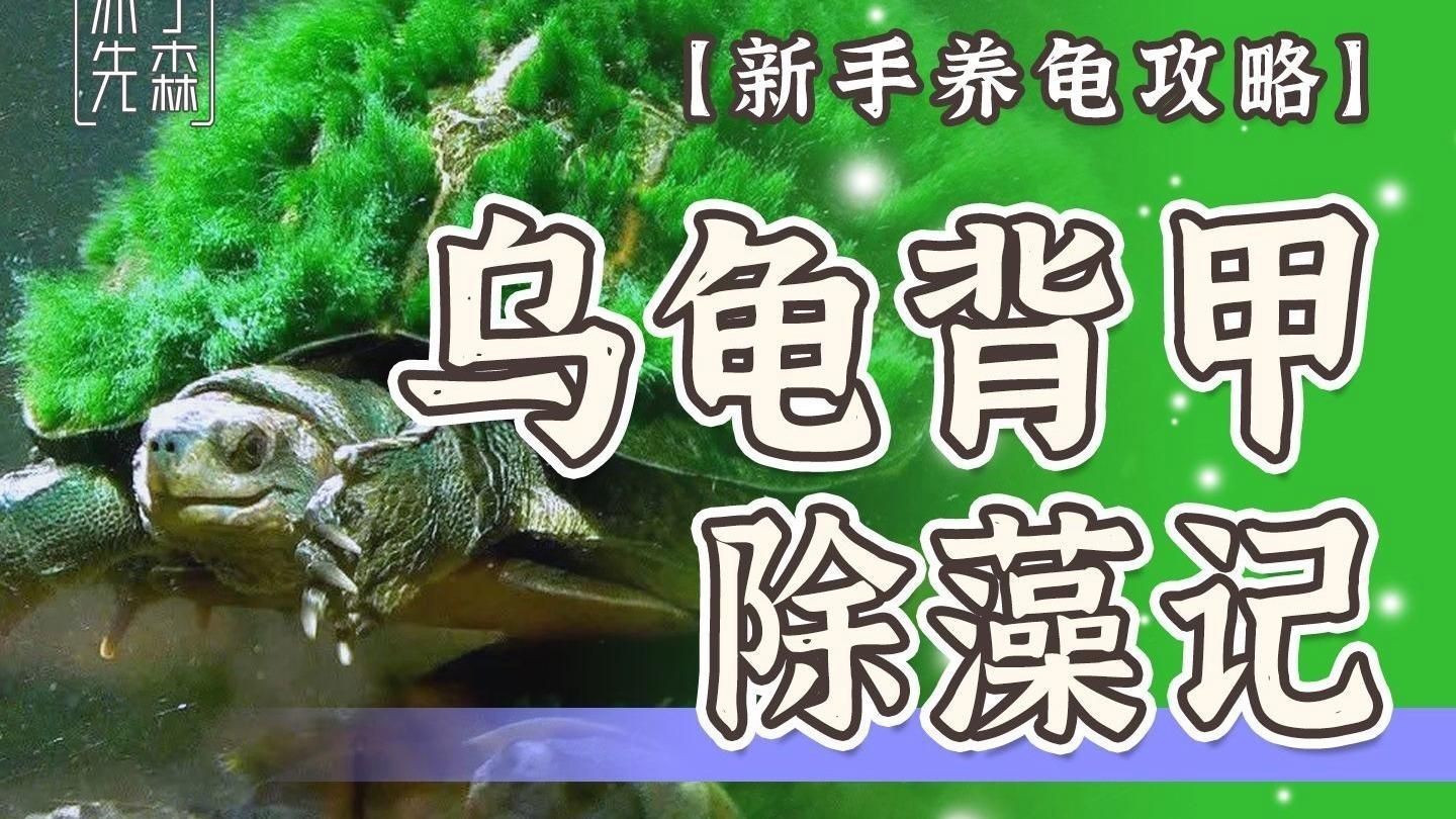 未開光龍龜如何保養(yǎng)和清潔？，未開光龍龜?shù)谋ｐB(yǎng)與清潔