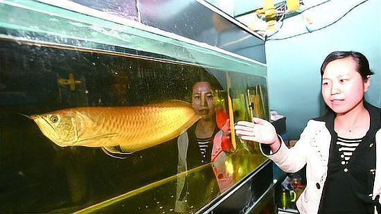 臨沂龍魚店，臨沂觀賞魚實體店都去哪了