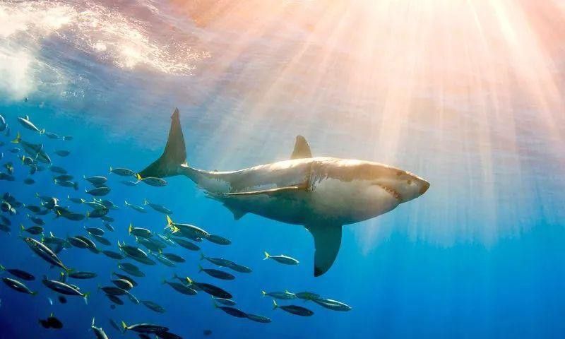 世界上真的有大白鯊嗎，世界上真的有“大白鯊”嗎？