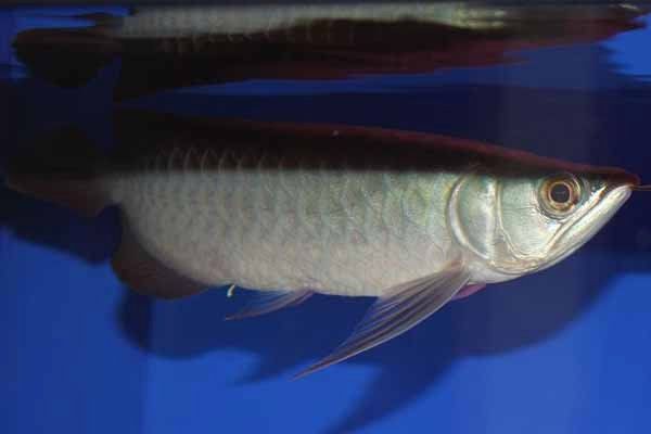 如何預防龍魚再次感染內寄？，《如何預防龍魚再次感染內寄》