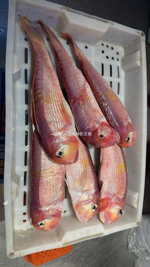 馬來(lái)魚圖片，皮頷馬來(lái)西亞的“魚皇”是什么魚呢酷似軍魚連魚鱗也能吃
