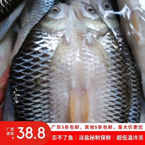 馬來(lái)魚圖片，皮頷馬來(lái)西亞的“魚皇”是什么魚呢酷似軍魚連魚鱗也能吃