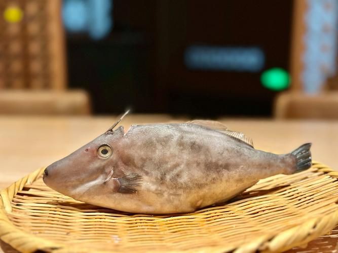 馬來(lái)魚圖片，皮頷馬來(lái)西亞的“魚皇”是什么魚呢酷似軍魚連魚鱗也能吃
