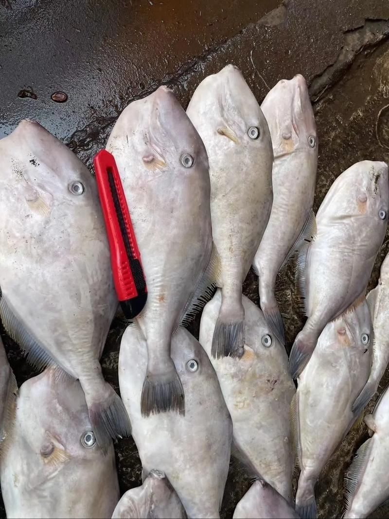馬來(lái)魚圖片，皮頷馬來(lái)西亞的“魚皇”是什么魚呢酷似軍魚連魚鱗也能吃