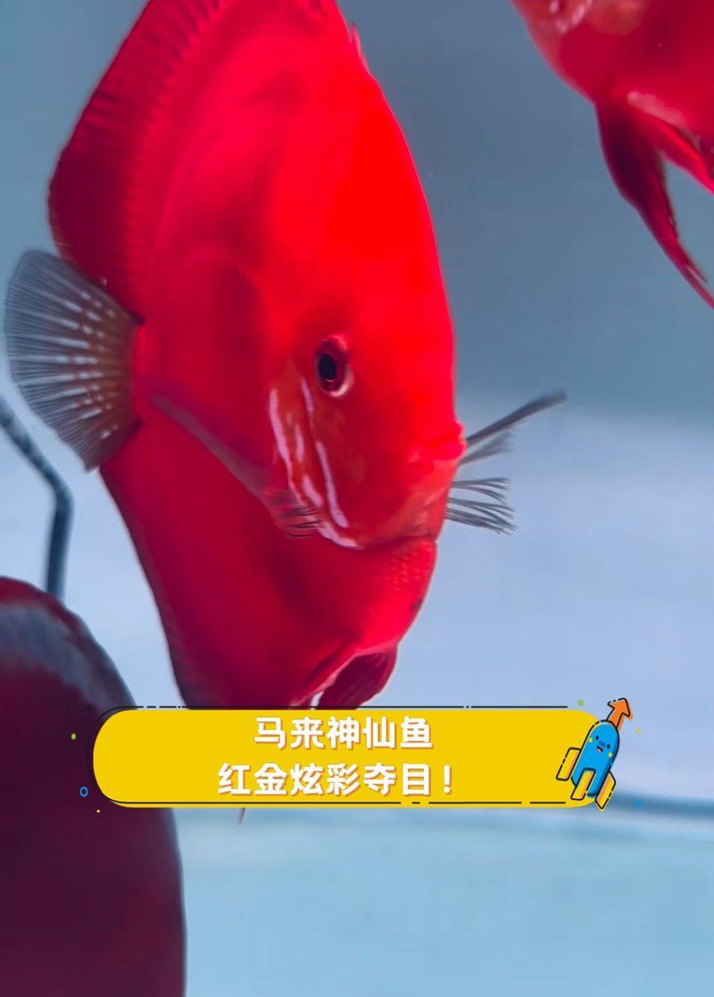 馬來(lái)魚圖片，皮頷馬來(lái)西亞的“魚皇”是什么魚呢酷似軍魚連魚鱗也能吃