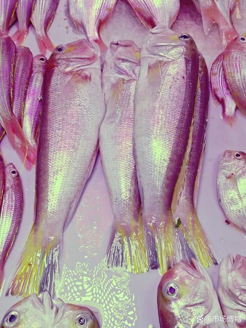 馬來(lái)魚圖片，皮頷馬來(lái)西亞的“魚皇”是什么魚呢酷似軍魚連魚鱗也能吃