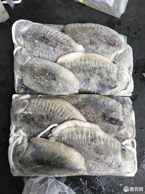 馬來(lái)魚圖片，皮頷馬來(lái)西亞的“魚皇”是什么魚呢酷似軍魚連魚鱗也能吃
