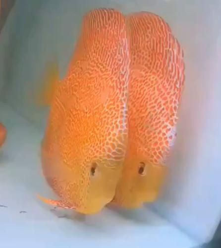 馬來(lái)魚圖片，皮頷馬來(lái)西亞的“魚皇”是什么魚呢酷似軍魚連魚鱗也能吃