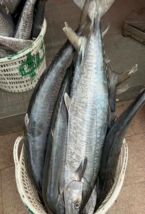 馬來(lái)魚圖片，皮頷馬來(lái)西亞的“魚皇”是什么魚呢酷似軍魚連魚鱗也能吃