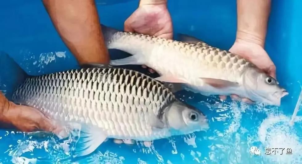 馬來(lái)魚圖片，皮頷馬來(lái)西亞的“魚皇”是什么魚呢酷似軍魚連魚鱗也能吃