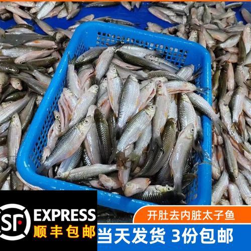 馬來(lái)魚圖片，皮頷馬來(lái)西亞的“魚皇”是什么魚呢酷似軍魚連魚鱗也能吃