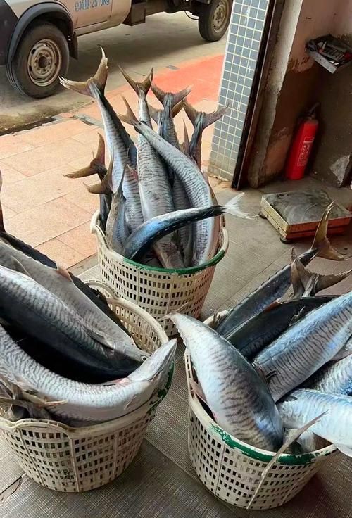 馬來(lái)魚圖片，皮頷馬來(lái)西亞的“魚皇”是什么魚呢酷似軍魚連魚鱗也能吃